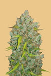 Bubblegum | Feminised  | Cannabis Seeds