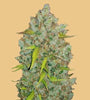 Bubblegum | Feminised  | Cannabis Seeds
