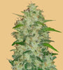 Original Chemdawg | Autoflower Feminised| Cannabis Seeds