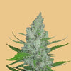 Feminized Hybrid Beginner Cannabis Seeds