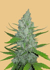 Original Sour Diesel | Autoflower Feminised | Cannabis Seeds