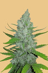 Original Sour Diesel | Autoflower Feminised | Cannabis Seeds