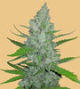 Original Sour Diesel | Autoflower Feminised | Cannabis Seeds