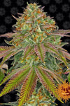 Wedding Cake  | Feminized | Cannabis Seeds