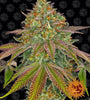 Wedding Cake  | Feminized | Cannabis Seeds