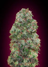 Bubble Gum | Feminized  | Cannabis Seeds