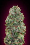 Bubble Gum | Feminized  | Cannabis Seeds