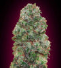 Bubble Gum | Feminized  | Cannabis Seeds