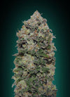 Northern Lights | Feminized | Cannabis Seeds