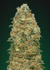 White Widow | Feminized | Cannabis Seeds