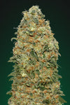 White Widow | Feminized | Cannabis Seeds