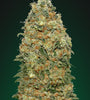 White Widow | Feminized | Cannabis Seeds