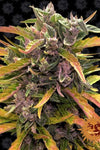 GG4 - Gorilla Glue | Autoflower Feminised | Cannabis Seeds