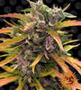 GG4 - Gorilla Glue | Autoflower Feminised | Cannabis Seeds