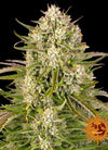 The Urban Grove Pack | Experience the Best of Dutch Classics