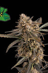Green Crack | Autoflower Feminised | Cannabis Seeds