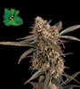 Green Crack | Autoflower Feminised | Cannabis Seeds
