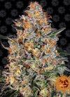 Bubba Kush | Autoflower Feminised | Cannabis Seeds