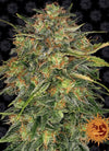 Cheese | Feminised | Cannabis Seeds