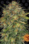 Cheese | Feminised | Cannabis Seeds