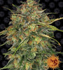 Cheese | Feminised | Cannabis Seeds