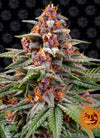 Runtz | Autoflower Feminised | Cannabis Seeds