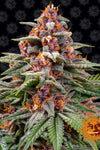 Runtz | Autoflower Feminised | Cannabis Seeds