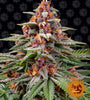 Runtz | Autoflower Feminised | Cannabis Seeds