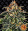 Moby Dick | Feminized | Cannabis Seeds