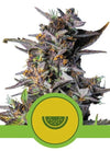 Watermelon | Autoflower Feminised | Cannabis Seeds