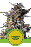 Watermelon | Autoflower Feminised | Cannabis Seeds