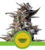 Watermelon | Autoflower Feminised | Cannabis Seeds