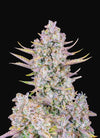 Purple Punch | Autoflower Feminised | Cannabis Seeds