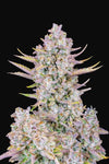 Purple Punch | Autoflower Feminised | Cannabis Seeds