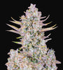 Purple Punch | Autoflower Feminised | Cannabis Seeds
