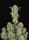 Bruce Banner | Autoflower | Cannabis Seeds