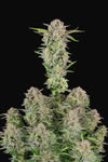 Bruce Banner | Autoflower | Cannabis Seeds