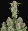 Bruce Banner | Autoflower | Cannabis Seeds