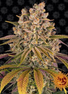 Lemon Tree | Feminised | Cannabis Seeds