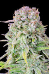 Afghan | Autoflower Feminised | Cannabis Seeds