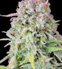 Afghan | Autoflower Feminised | Cannabis Seeds
