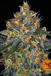Moby Dick | Autoflower Feminised | Cannabis Seeds