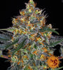 Moby Dick | Autoflower Feminised | Cannabis Seeds