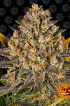 Banana Punch | Feminized | Cannabis Seeds