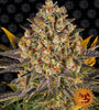 Banana Punch | Feminized | Cannabis Seeds