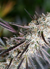 Peanut Butter Breath | Feminized | Cannabis Seeds
