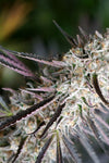 Peanut Butter Breath | Feminized | Cannabis Seeds