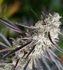 Peanut Butter Breath | Feminized | Cannabis Seeds