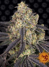 Kush Mints | Feminized | Cannabis Seeds