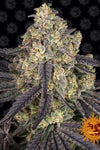 Kush Mints | Feminized | Cannabis Seeds